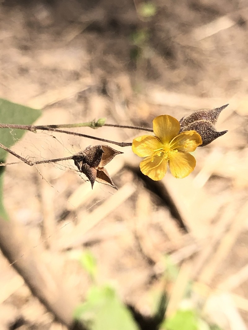 Wissadula rostrata