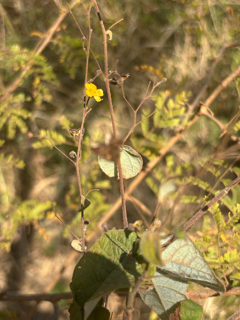 Wissadula rostrata photo 2