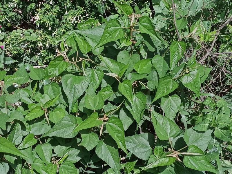 Wissadula rostrata photo 3