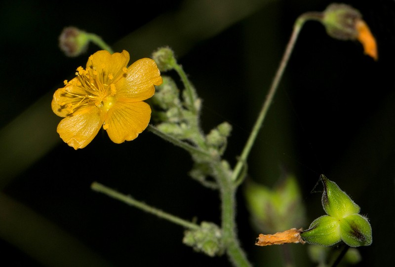 Wissadula rostrata photo 4