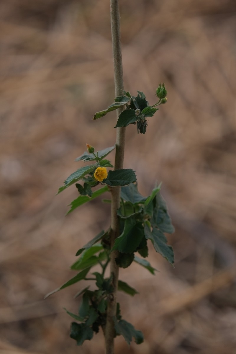 Wissadula rostrata photo 5