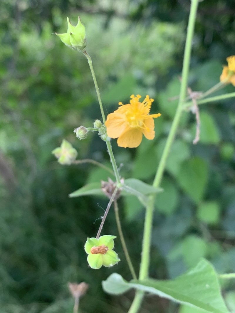 Wissadula rostrata photo 6