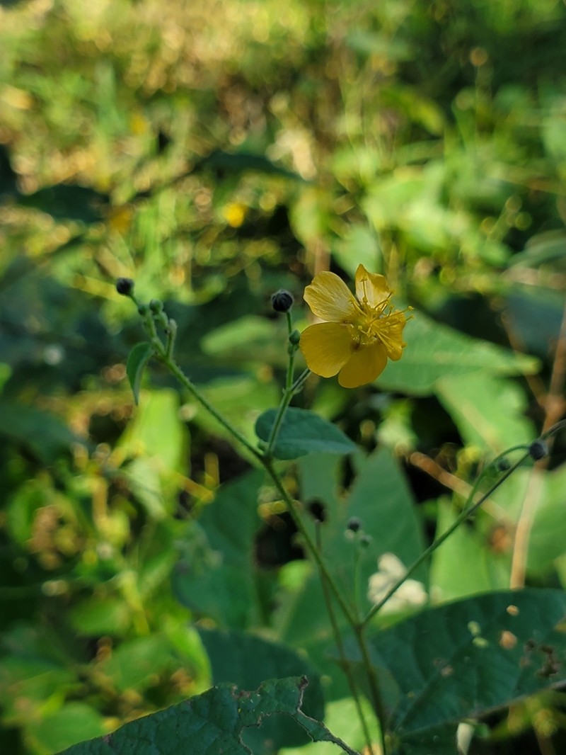 Wissadula rostrata photo 7