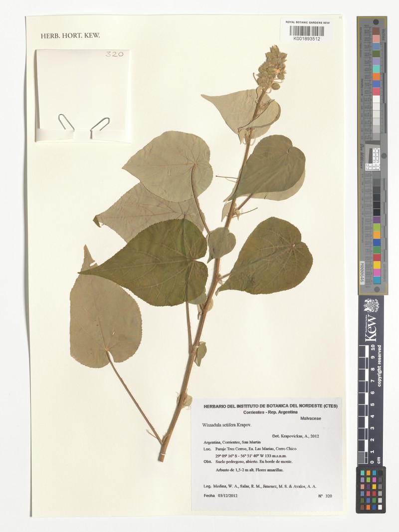 Wissadula setifera