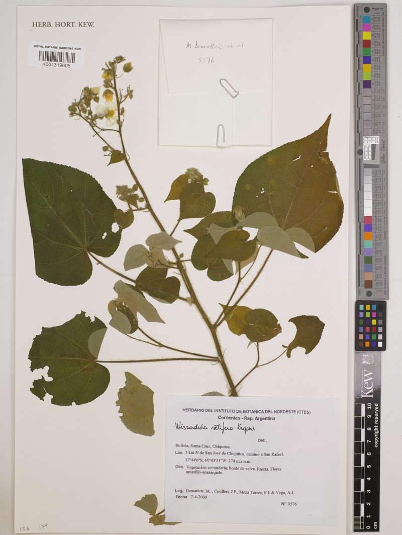 Wissadula setifera photo 2