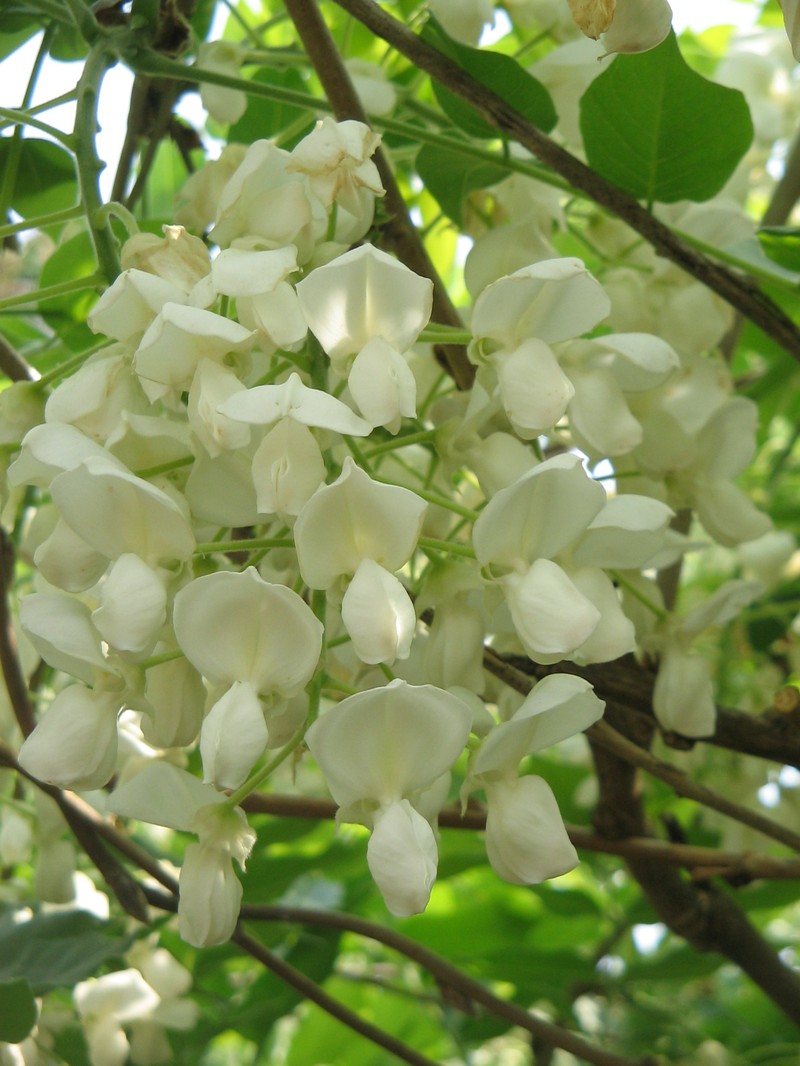 Wisteria brachybotrys photo 2