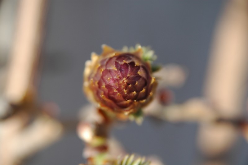 Wisteria brachybotrys photo 3