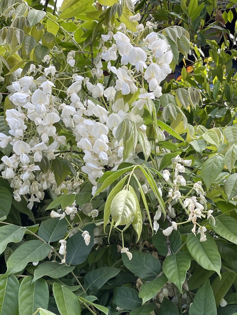 Wisteria brachybotrys photo 4