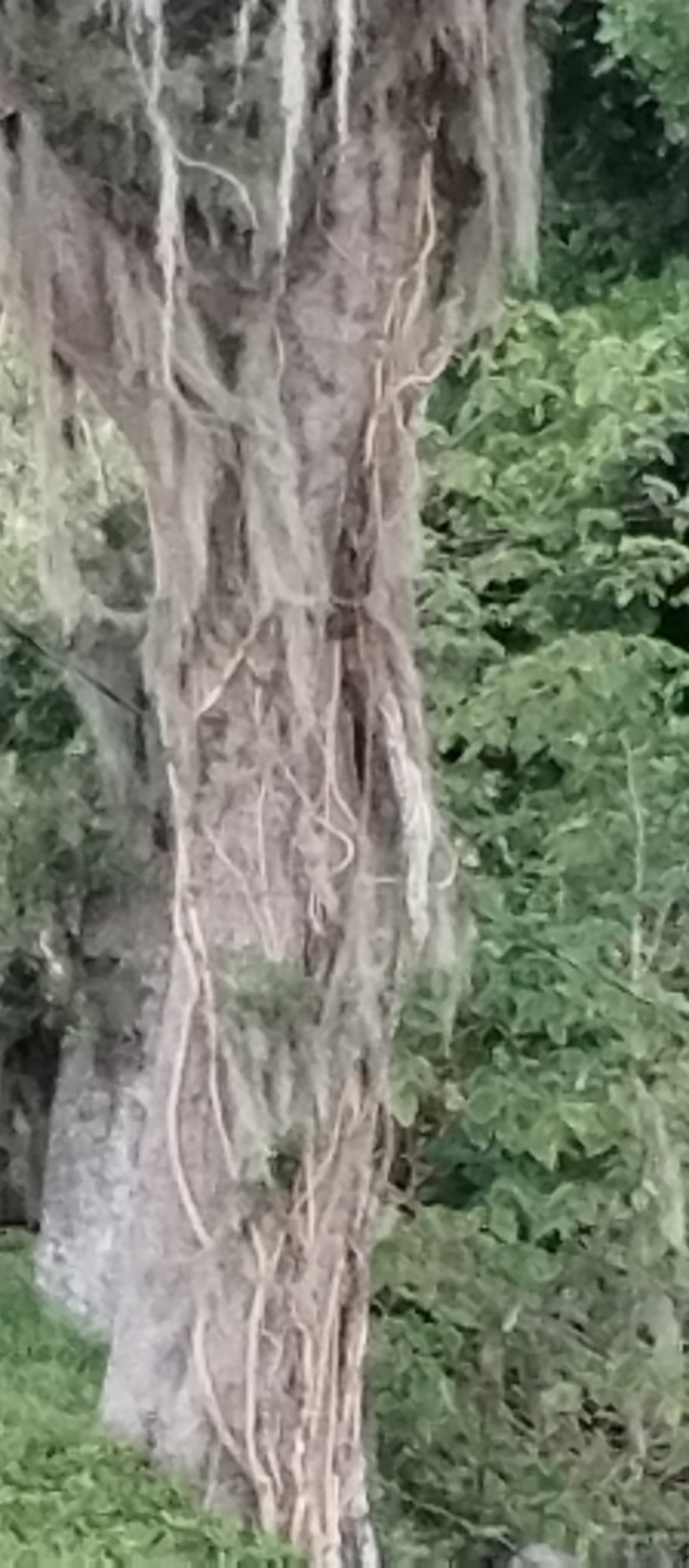 Wisteria brachybotrys photo 5