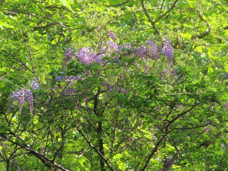 Wisteria brachybotrys photo 6