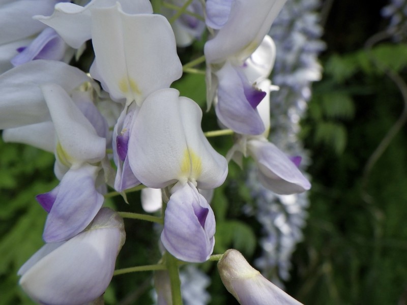 Wisteria brachybotrys photo 7
