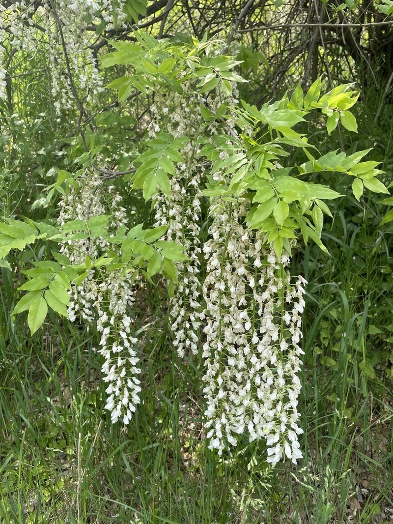 Wisteria brachybotrys photo 8