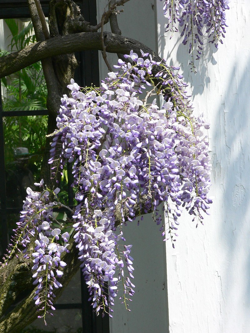 Japanese Wisteria photo 2