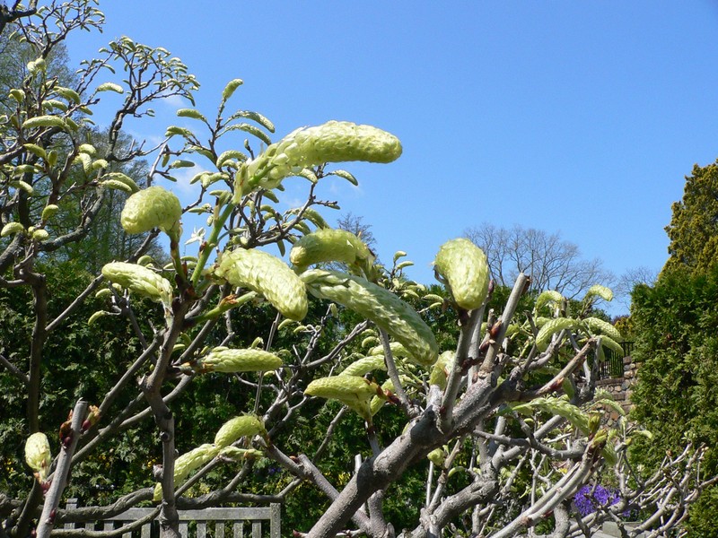 Japanese Wisteria photo 3
