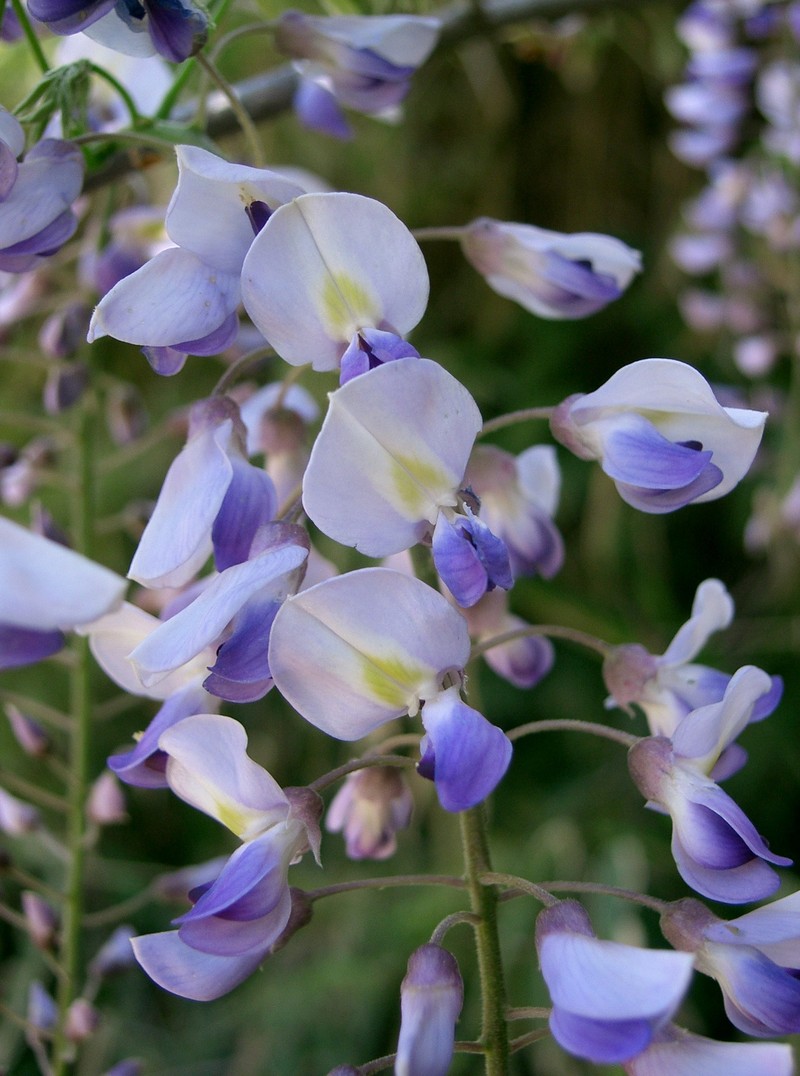 Japanese Wisteria photo 4