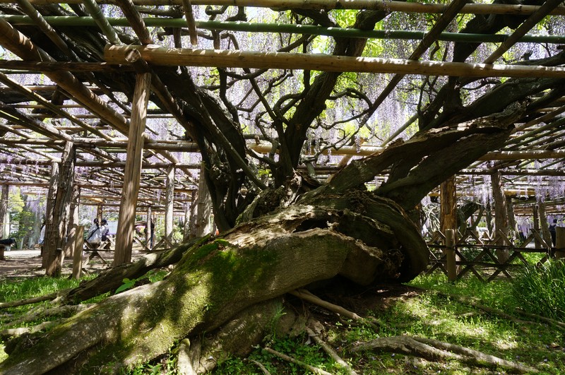 Japanese Wisteria photo 5