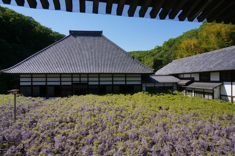 Japanese Wisteria photo 6