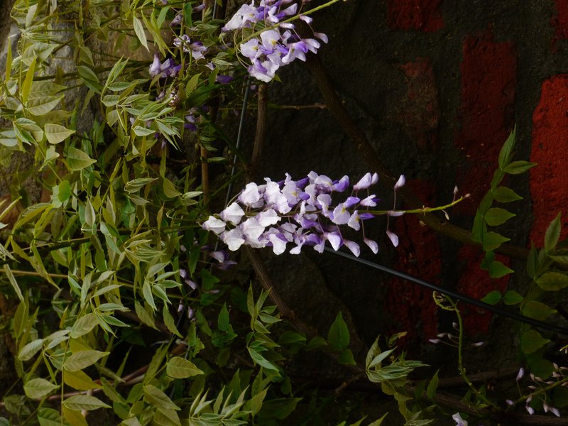 Japanese Wisteria