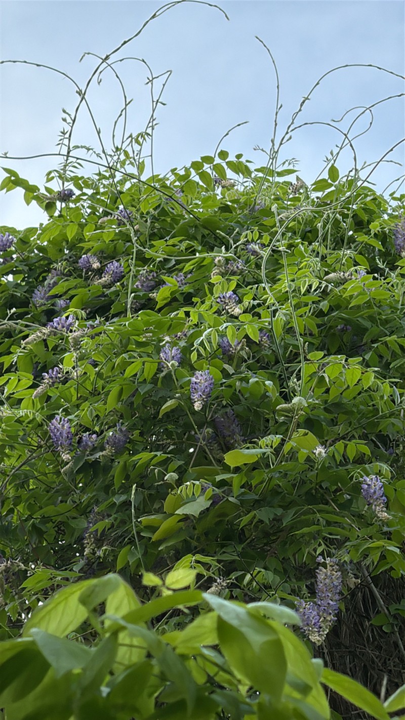 American Wisteria photo 7