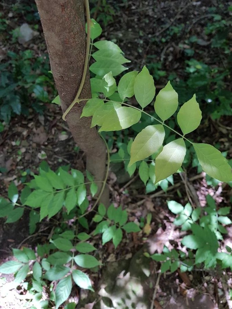American Wisteria photo 5