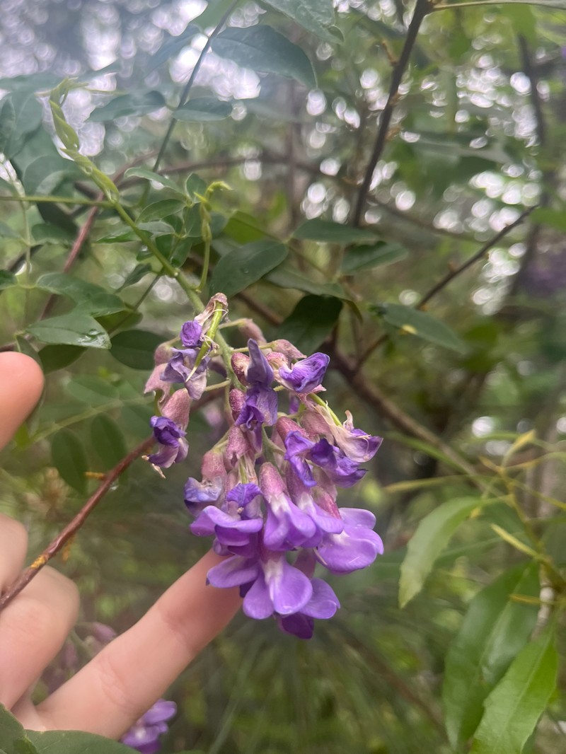 Wisteria frutescens subsp. frutescens
