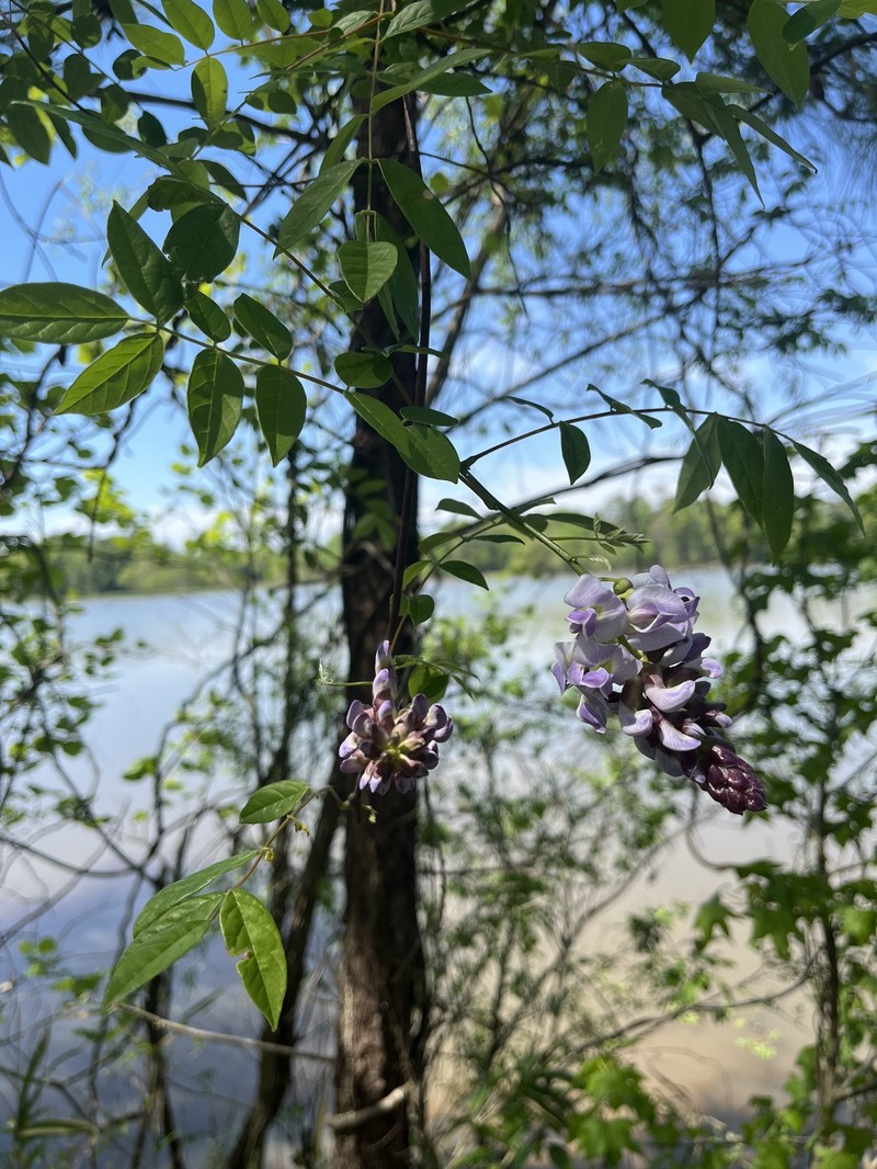 Wisteria frutescens subsp. frutescens photo 2