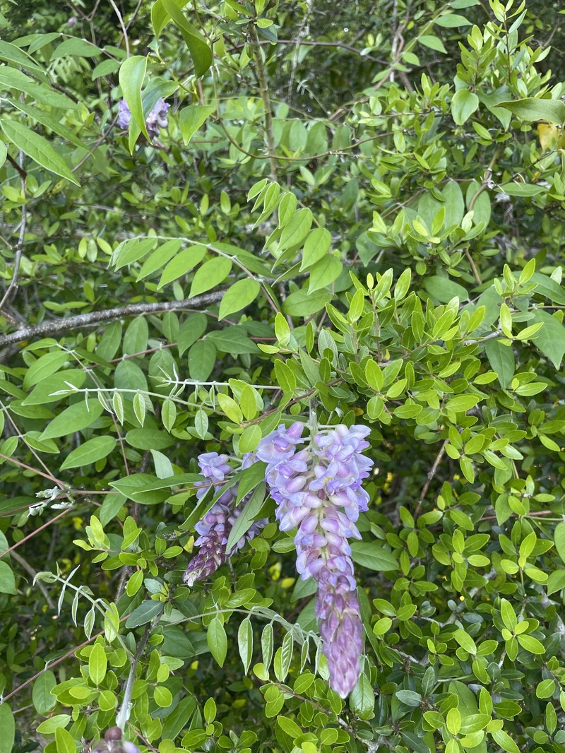 Wisteria frutescens subsp. frutescens photo 3