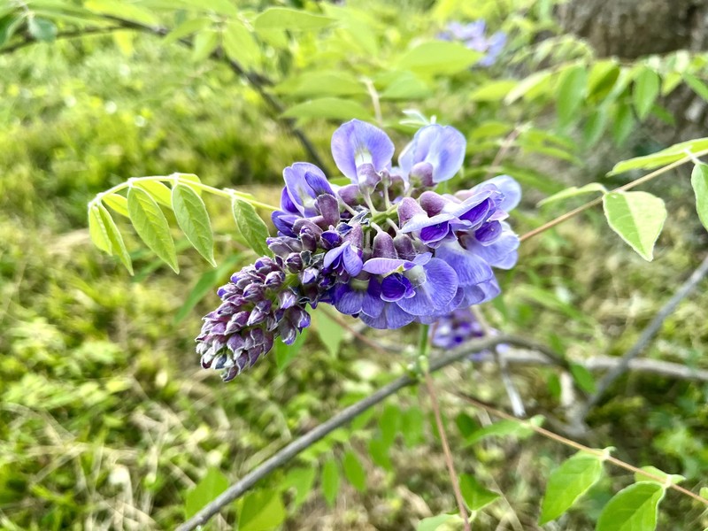 Wisteria frutescens subsp. frutescens photo 5