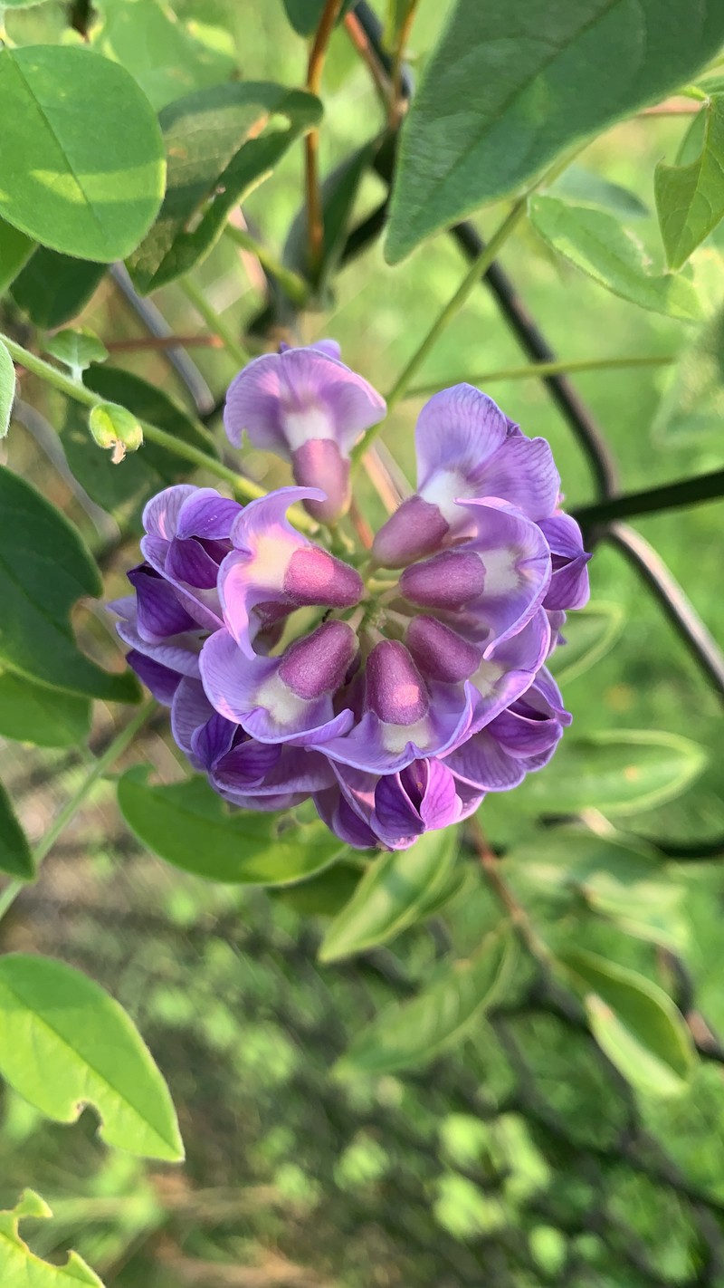 Wisteria frutescens subsp. frutescens photo 6
