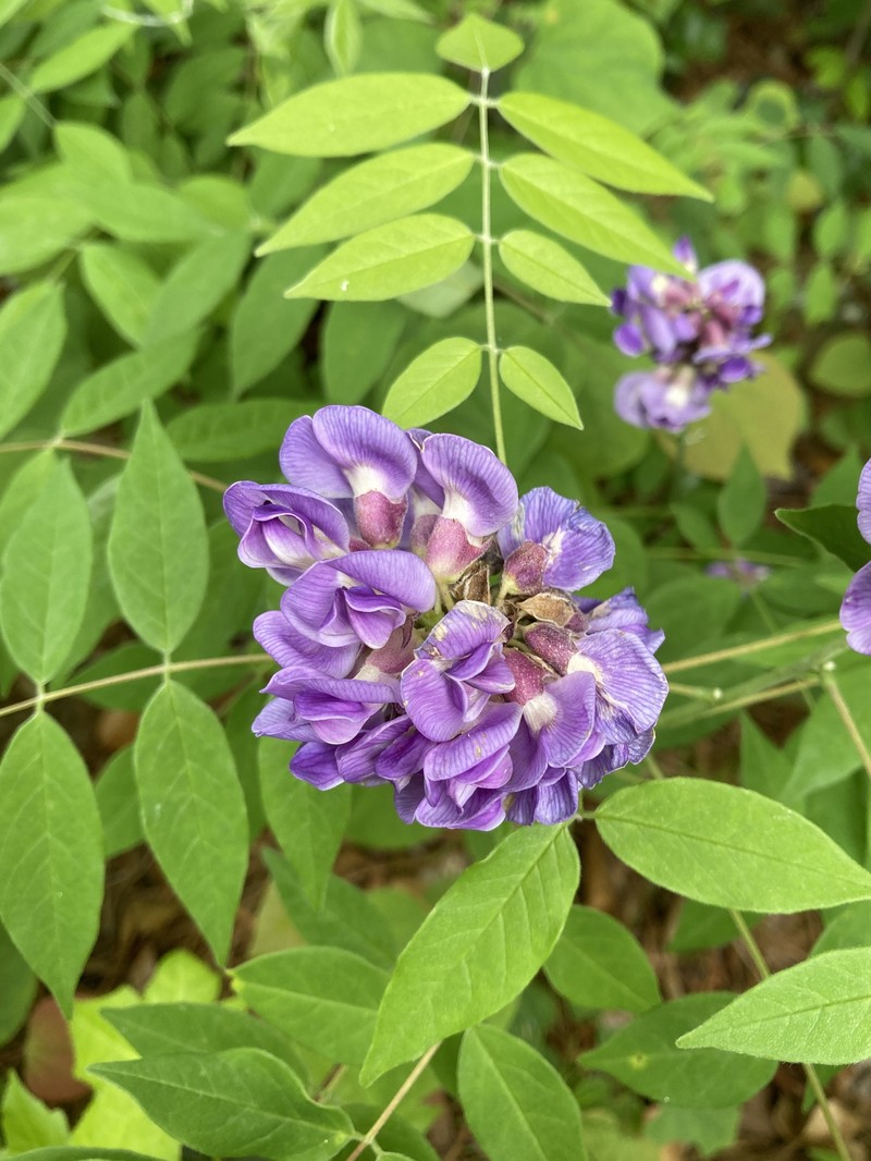 Wisteria frutescens subsp. frutescens photo 7