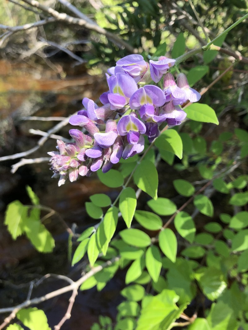Wisteria frutescens subsp. frutescens photo 8
