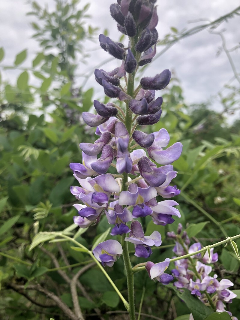Wisteria frutescens subsp. macrostachya