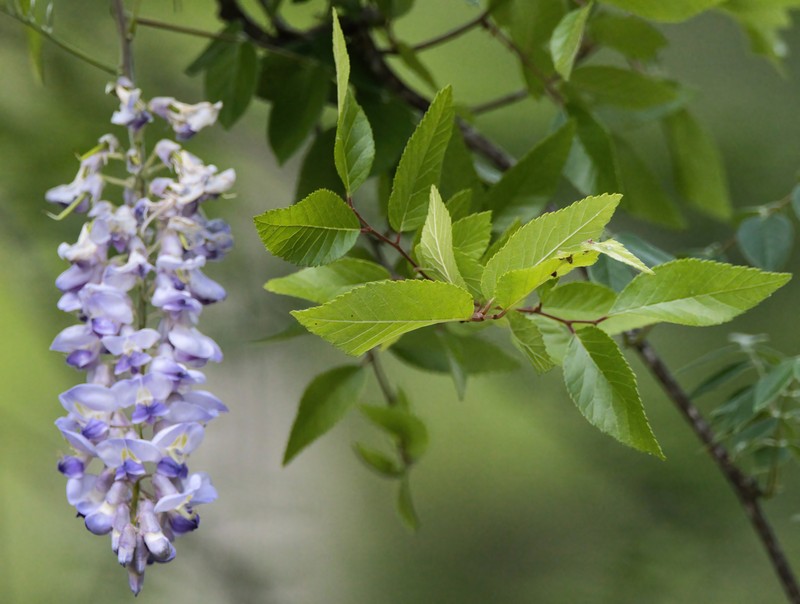 Wisteria frutescens subsp. macrostachya photo 2