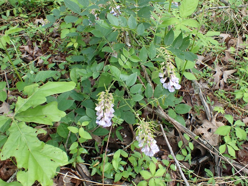 Wisteria frutescens subsp. macrostachya photo 3