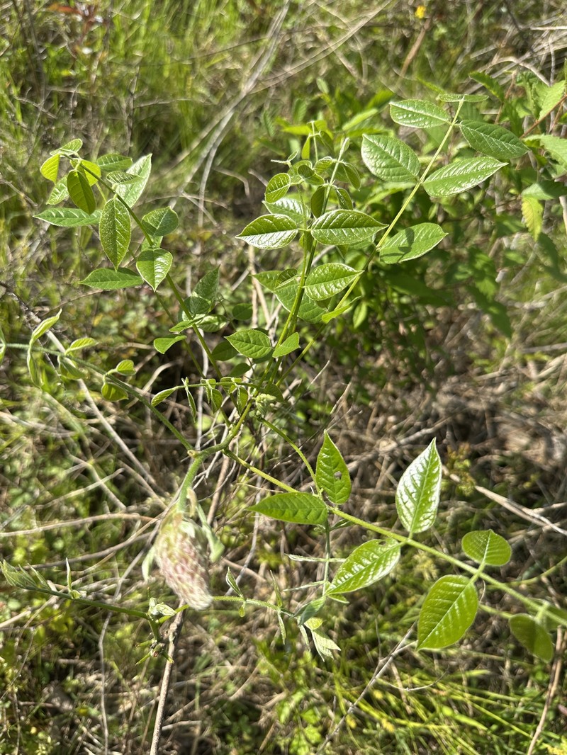 Wisteria frutescens subsp. macrostachya photo 4