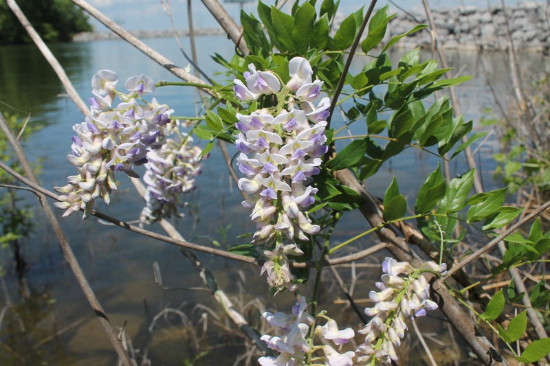 Wisteria frutescens subsp. macrostachya photo 5