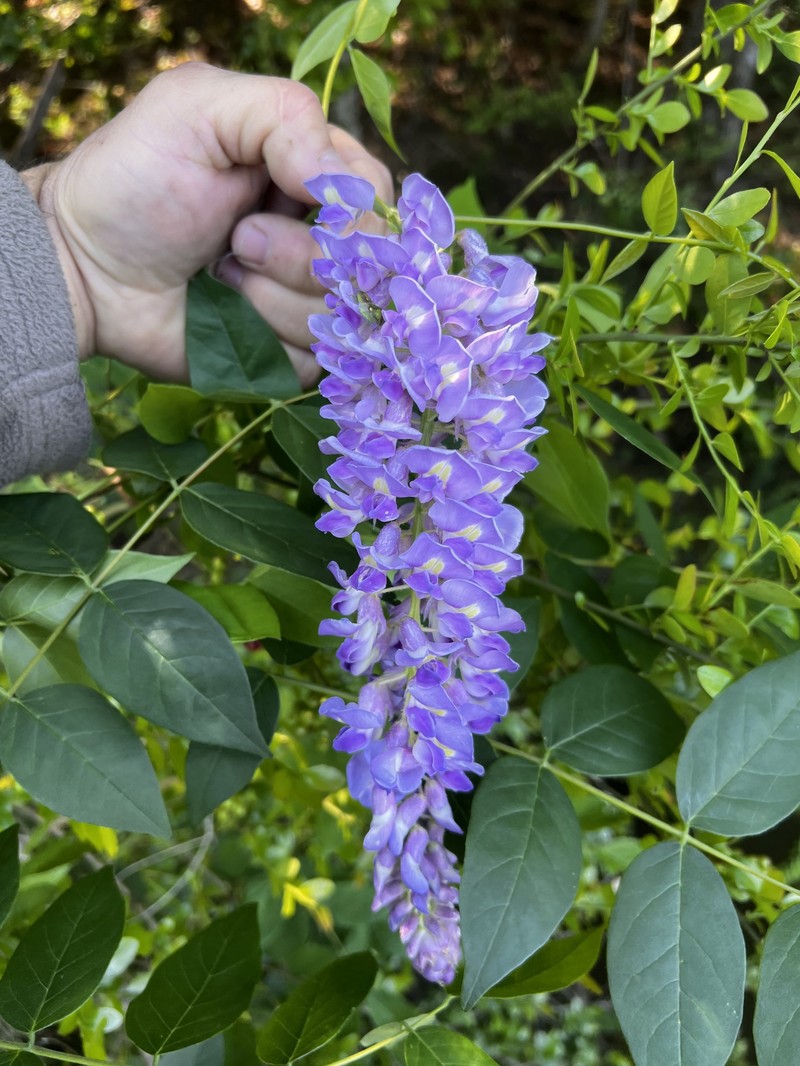 Wisteria frutescens subsp. macrostachya photo 6
