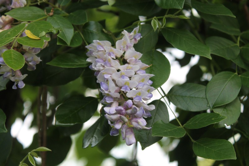 Wisteria frutescens subsp. macrostachya photo 7