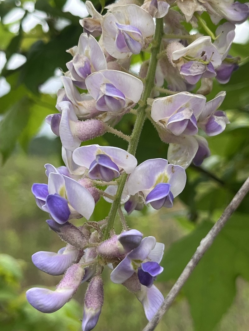 Wisteria frutescens subsp. macrostachya photo 8