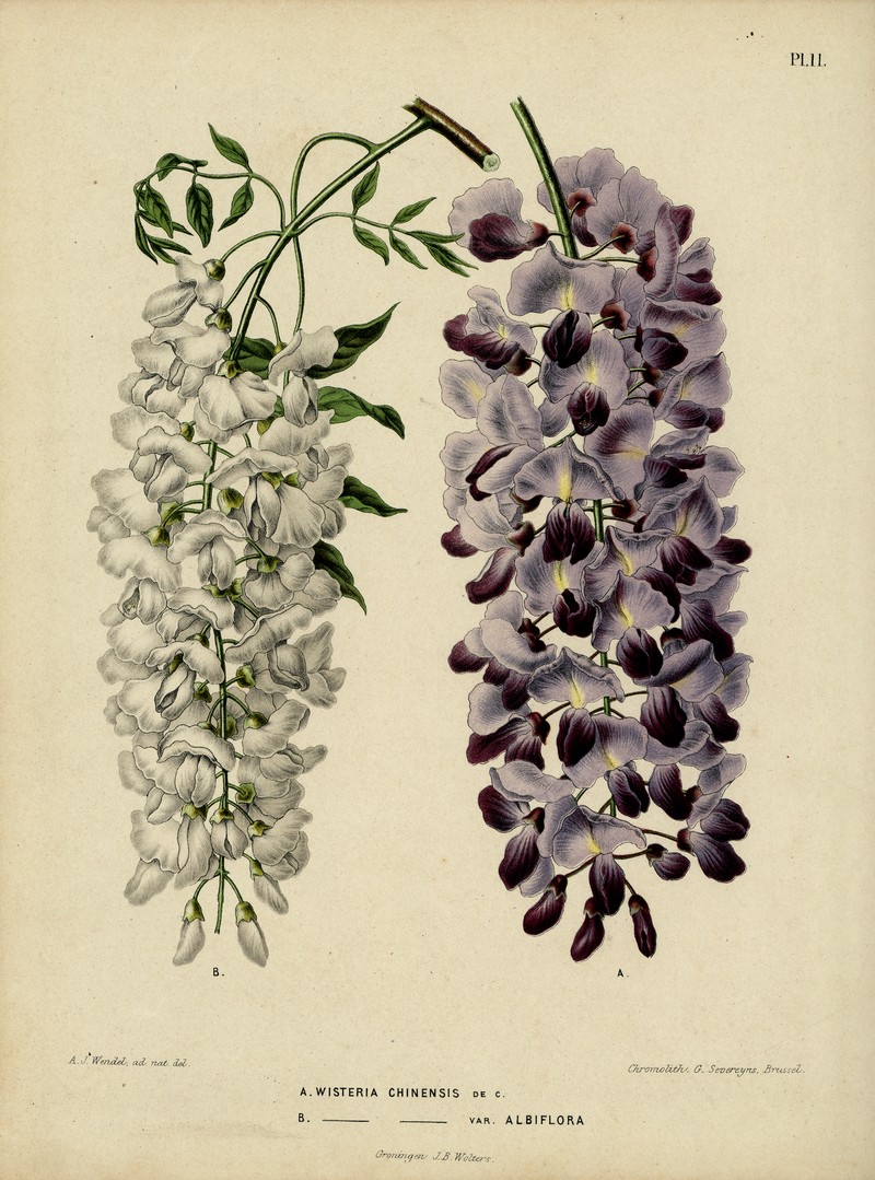 Chinese Wisteria photo 8