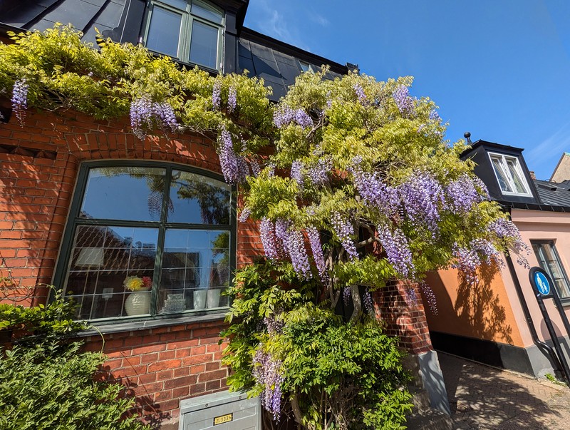 Chinese Wisteria photo 2