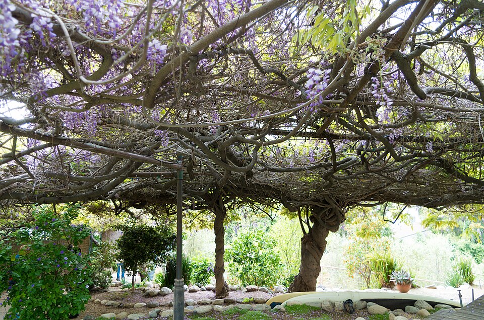 Chinese Wisteria photo 3