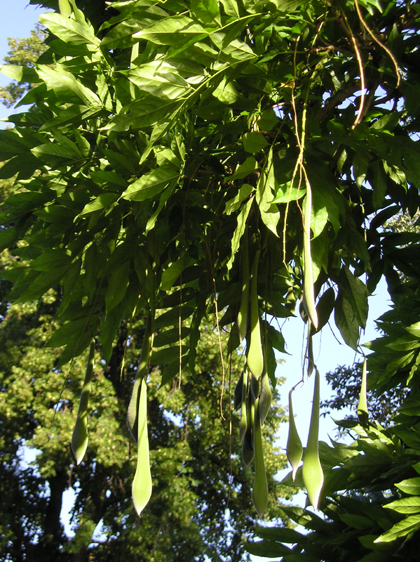 Chinese Wisteria photo 5