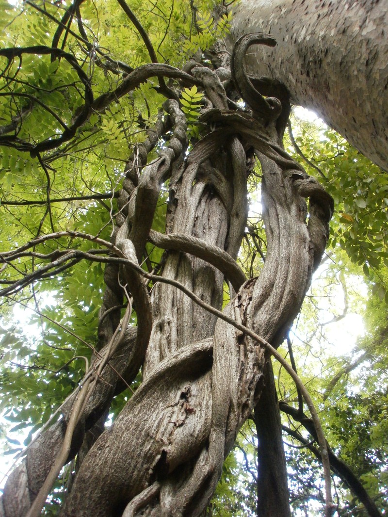 Chinese Wisteria photo 7