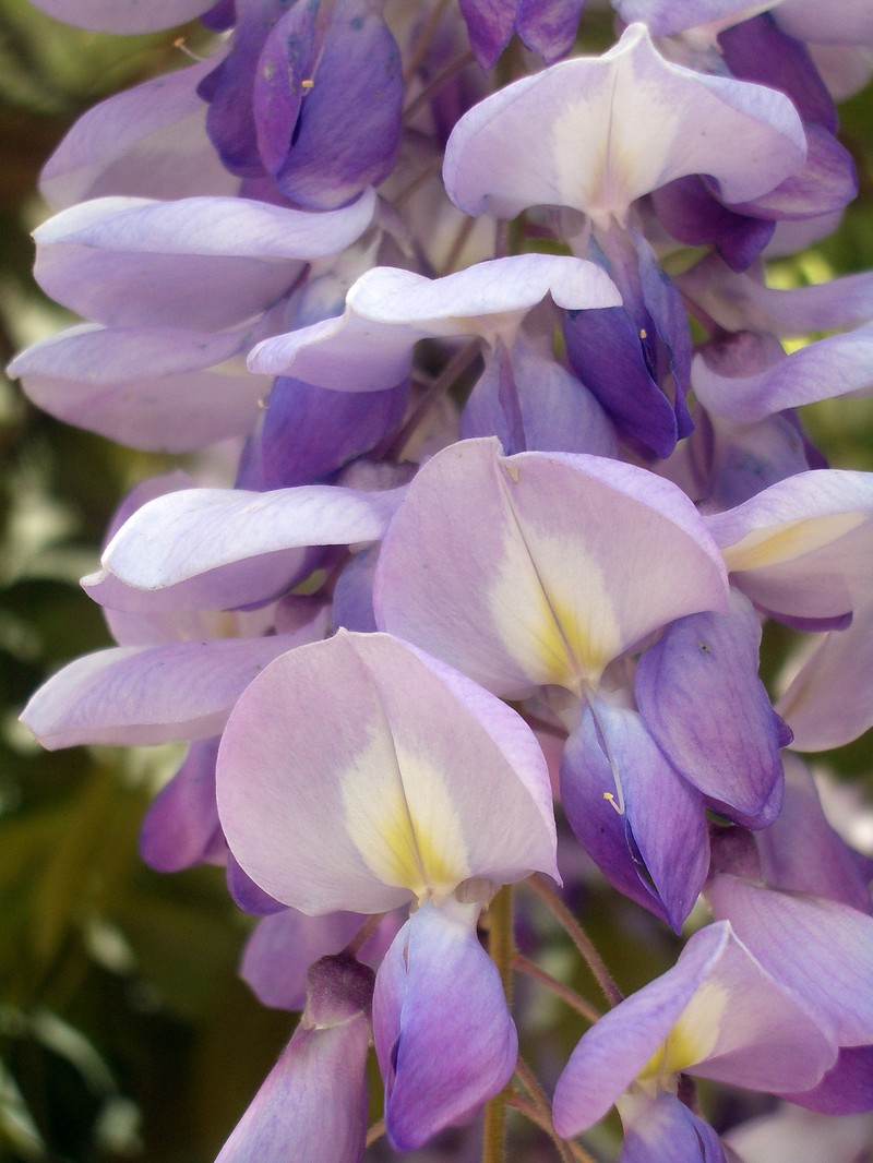 Chinese Wisteria photo 8