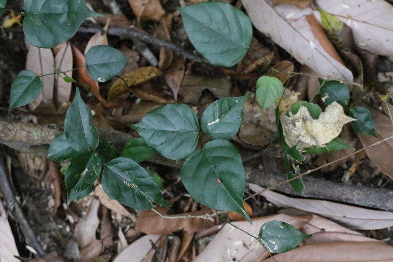 Wisteriopsis championii
