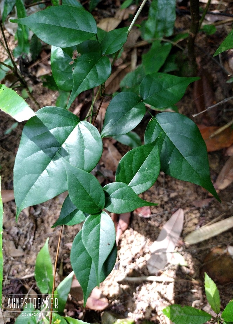 Wisteriopsis championii photo 2