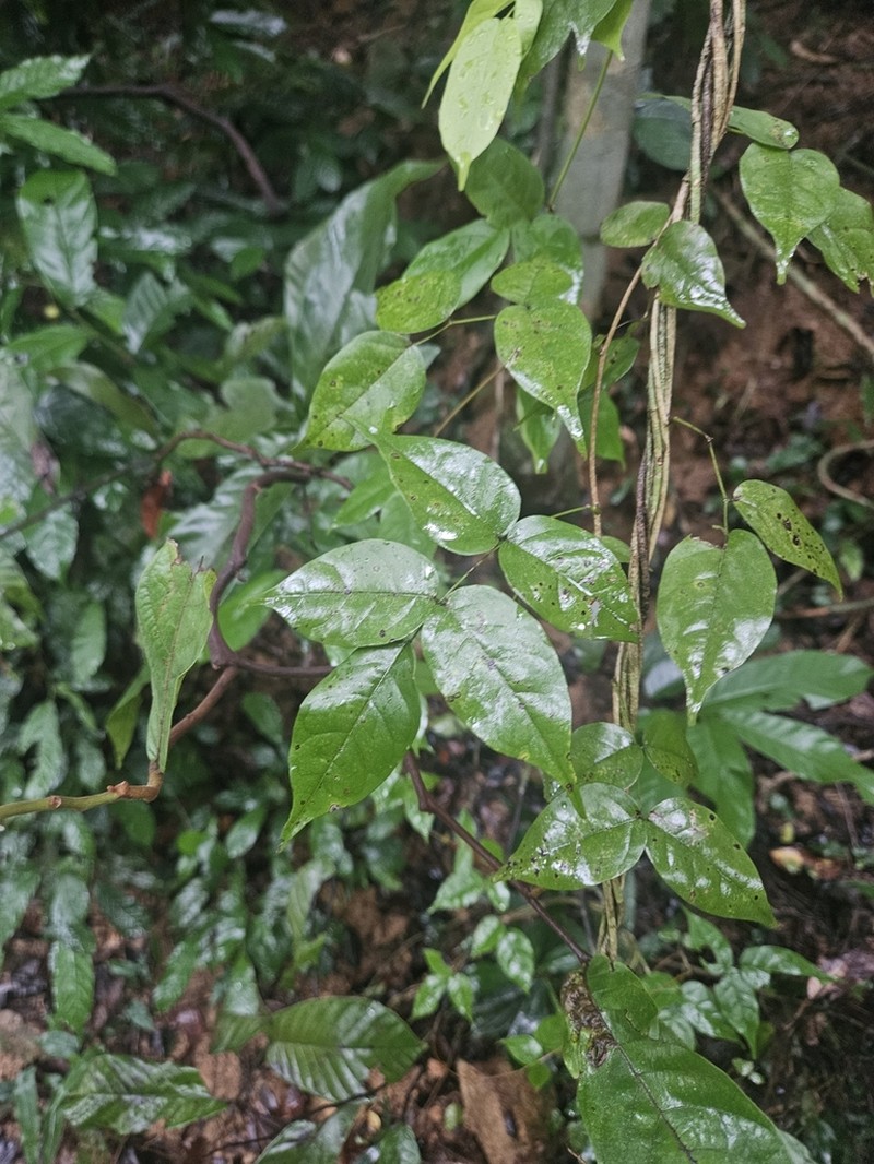 Wisteriopsis championii photo 3