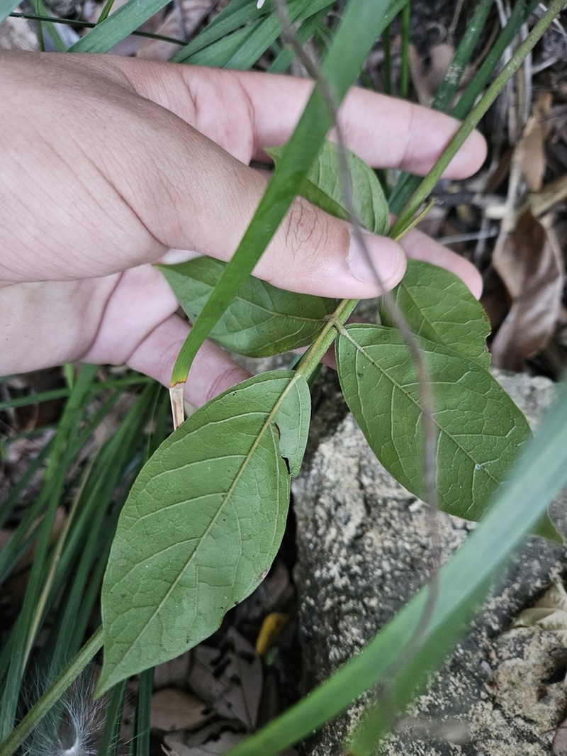 Wisteriopsis championii photo 4