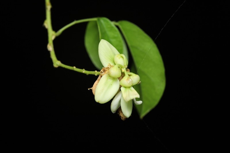 Wisteriopsis championii photo 7